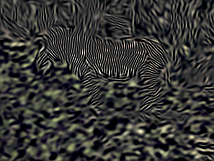 Gaborisiertes Zebra
